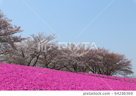 排櫻桃樹和苔蘚福祿考 64286369