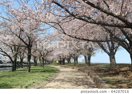 Arakawa Akabane Sakurada Ramada Cherry blossom trees in green area Arakawa Akabane Sakurada Ramada Cherry blossom trees in green area 64287018