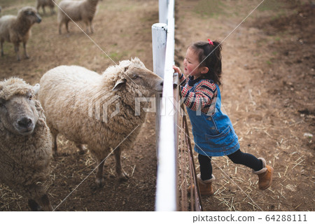 Girl watching sheep Girl watching sheep 64288111