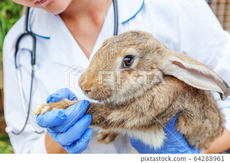 Veterinarian woman with stethoscope holding and 64288961