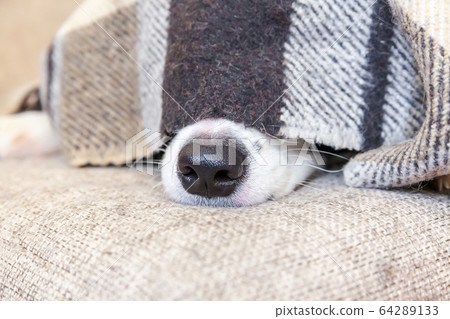 Stay home. Funny portrait of puppy dog border 64289133