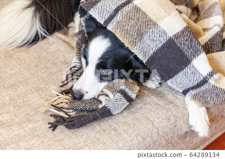 Stay home. Funny portrait of puppy dog border Stay home. Funny portrait of puppy dog border 64289134