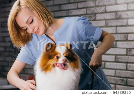 spitz don't afraid of hair cutting spitz don't afraid of hair cutting 64289230