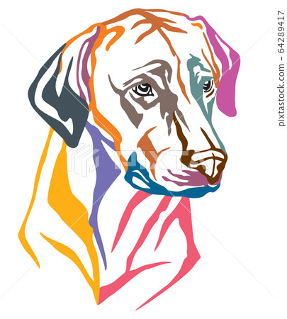Colorful decorative portrait of Dog Rhodesian Colorful decorative portrait of Dog Rhodesian 64289417