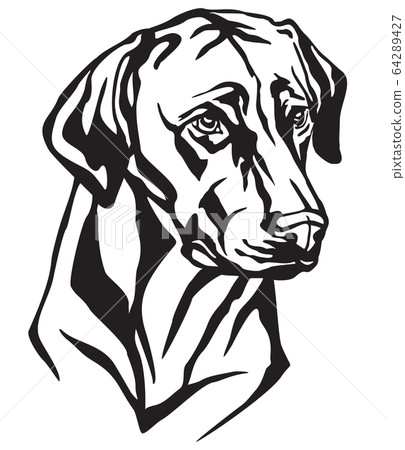 Decorative portrait of Dog Rhodesian Ridgeback Decorative portrait of Dog Rhodesian Ridgeback 64289427