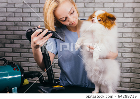 beautiful puppy in grooming salon beautiful puppy in grooming salon 64289719