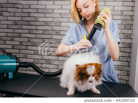 pet groomer enjoy her work pet groomer enjoy her work 64289720