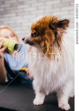 cute pet spitz on the procedure of hair cutting, grooming cute pet spitz on the procedure of hair cutting, grooming 64289722