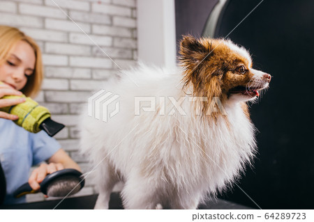 careful groomer blow dry dog's hair careful groomer blow dry dog's hair 64289723