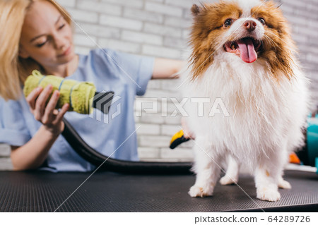 careful groomer blow dry dog's hair careful groomer blow dry dog's hair 64289726