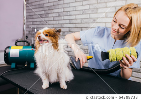 professional groomer handle with pet spitz in salon professional groomer handle with pet spitz in salon 64289738