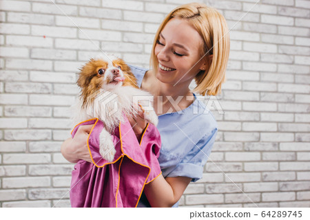 Look at this face. spitz wrapped in a towel looks absolutely cute after washing Look at this face. spitz wrapped in a towel looks absolutely cute after washing 64289745