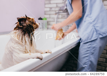 adorable pet dog take shower in bath before grooming 64289750
