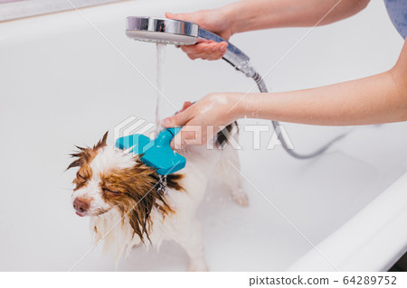 beautiful pet spitz get hygienic shower 64289752