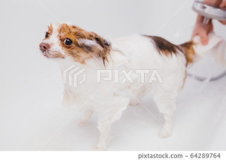 sweet pet spitz get shower 64289764
