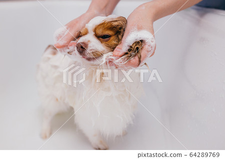 beautiful pet spitz get shower in bath beautiful pet spitz get shower in bath 64289769