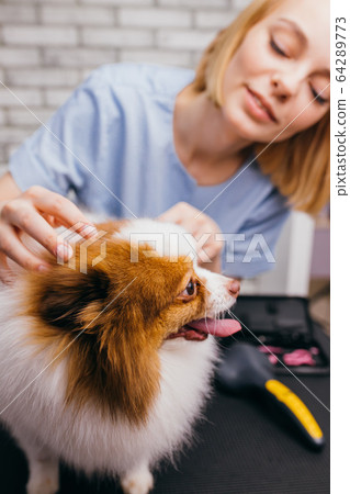 hosts brought domestic pet spitz for grooming hosts brought domestic pet spitz for grooming 64289773