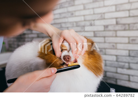 professional pet groomer cleans teeth of dog at grooming salon 64289782