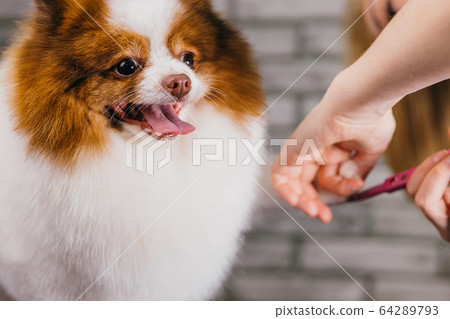spitz get claws cutting in grooming salon spitz get claws cutting in grooming salon 64289793