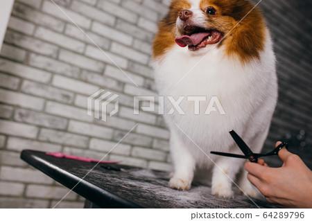 Grooming dog. pet groomer cuts spitz hair with scissors in groomers salon 64289796