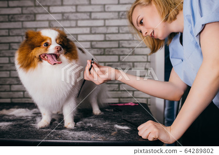careful groomer neatly handle with pet careful groomer neatly handle with pet 64289802