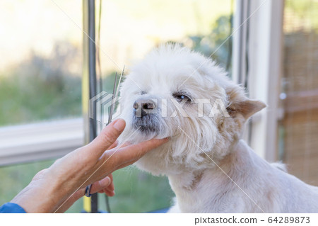 Cute West Highland White Terrier is groomed Cute West Highland White Terrier is groomed 64289873