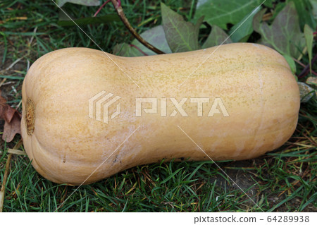 Waltham butternut squash 64289938