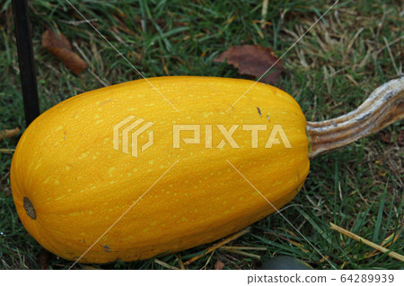 Squash vegetable spaghetti variety Squash vegetable spaghetti variety 64289939