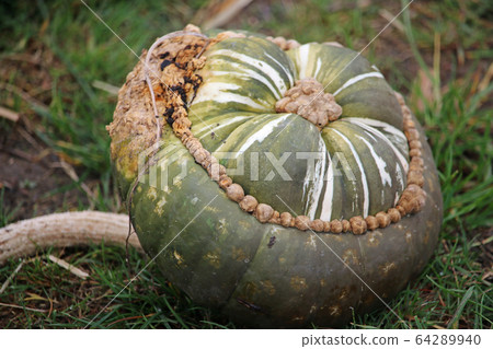 Close up of a turban squash Close up of a turban squash 64289940