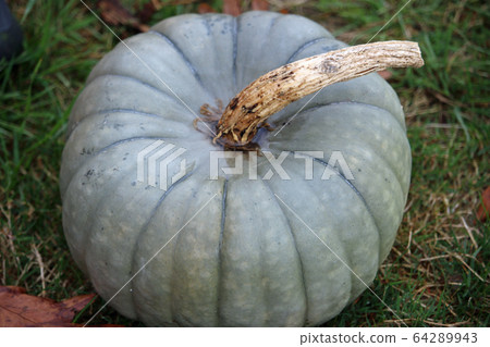 Queensland blue pumpkin squash 64289943