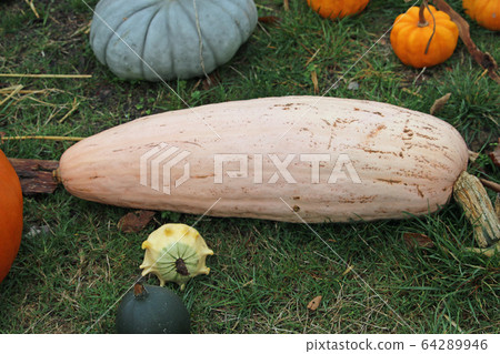 Pink banana pumpkin squash Pink banana pumpkin squash 64289946