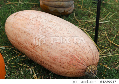 Pink banana pumpkin squash Pink banana pumpkin squash 64289947