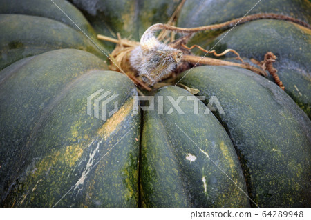 Musquee de Provence pumpkin squash 64289948