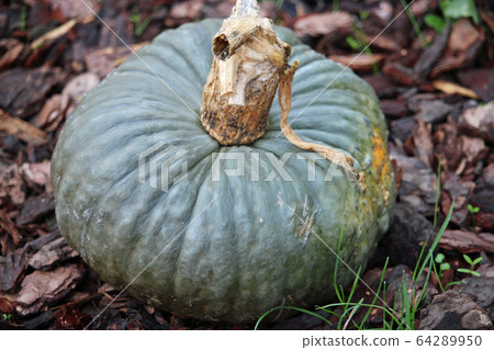Marina di Chioggia pumpkin squash 64289950