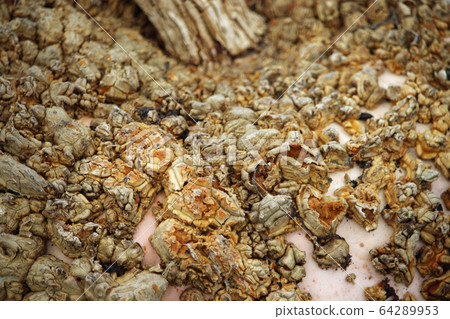 Close up of the peanut pumpkin Close up of the peanut pumpkin 64289953