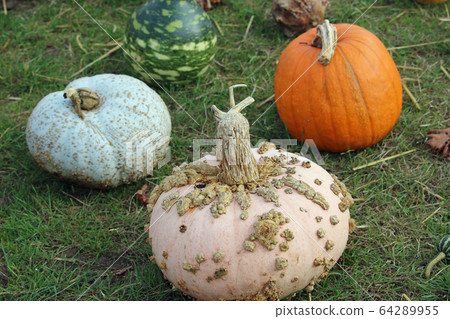 Four different squash varieties Four different squash varieties 64289955