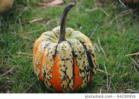 Squash festival variety Squash festival variety 64289956