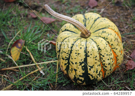 Squash festival variety 64289957