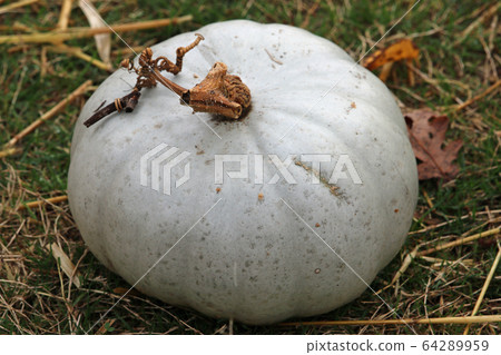 Crown prince pumpkin squash 64289959