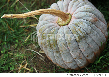 Black futsu pumpkin squash Black futsu pumpkin squash 64289961