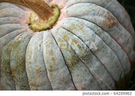 Black futsu pumpkin squash 64289962