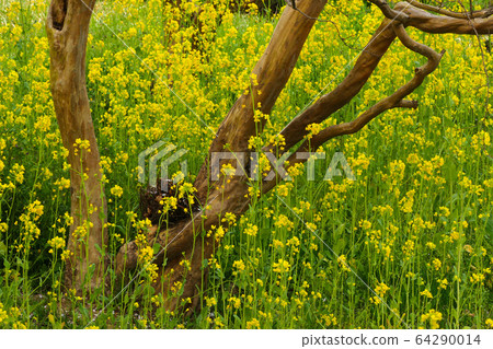 Healing flower viewing and flower feast in the great outdoors Healing flower viewing and flower feast in the great outdoors 64290014