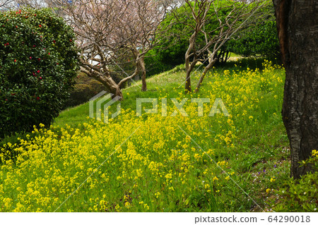 Healing flower viewing and flower feast in the great outdoors 64290018