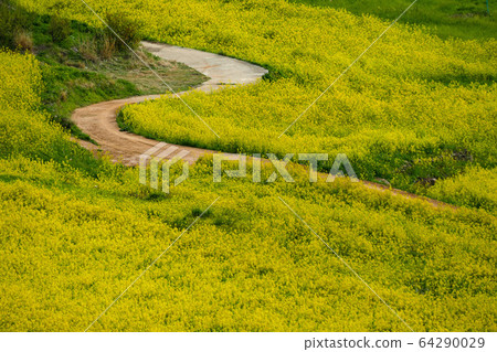 Healing flower viewing and flower feast in the great outdoors 64290029