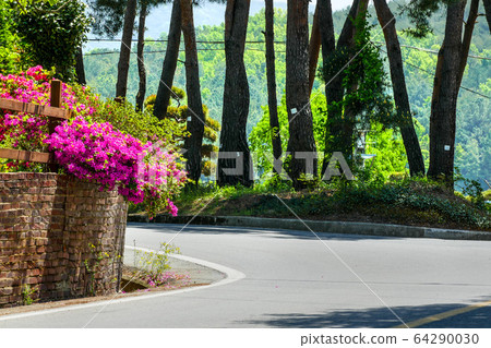 Healing flower viewing and flower feast in the great outdoors 64290030