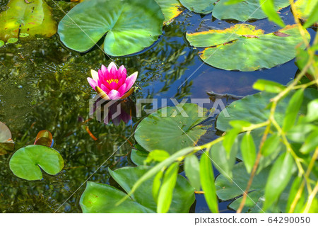Lotus Flower, Eco Park, Lotus Complex 64290050
