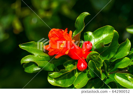 Red flowers Red flowers 64290052