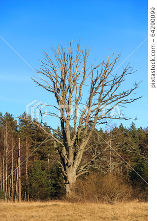 Old tree without foliage Old tree without foliage 64290099