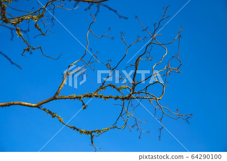 Tree branch without foliage Tree branch without foliage 64290100