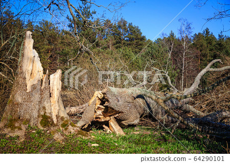 Old tree fallen from the wind Old tree fallen from the wind 64290101